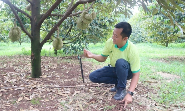 Binh Phuoc durian ready for export: Cooperatives proactively involved