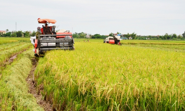 Young couple returned to their hometown and planted 50 ha of rice