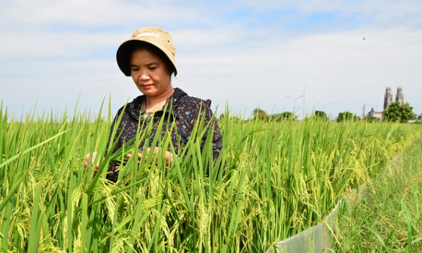 ‘Farmer on high heels’ planting 100 ha of rice in Thai Binh