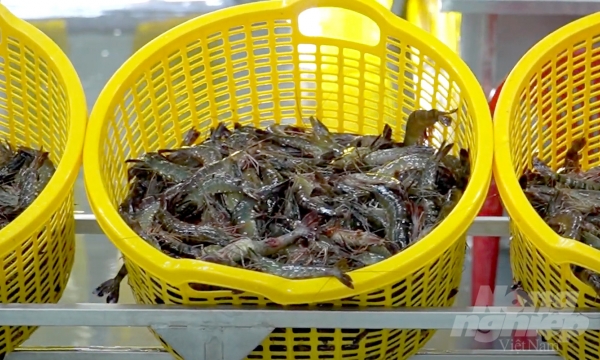 USD 1.3 billion in 10 months: a new record for fishery product export to China