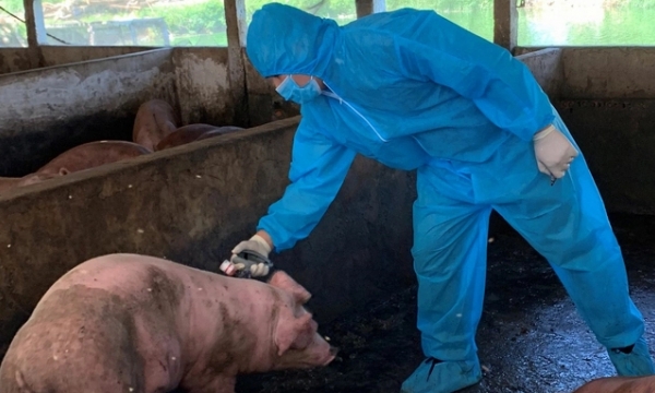 Announcing one more African swine fever vaccine in February