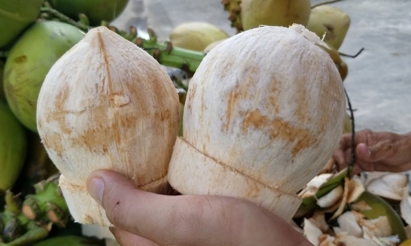 Fresh coconut must remove 75% of the exocarp when exported to the USA