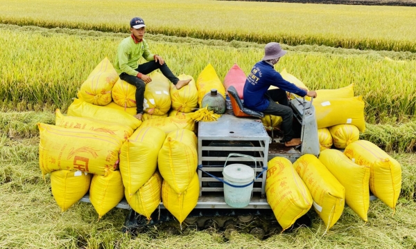 Supplying sufficient resources for the 1 million ha of  high quality rice cultivation scheme