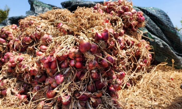 Soc Trang shallots must be produced organically to reach foreign markets