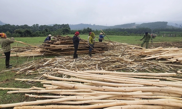 Widen the export gate for plantation forest timber