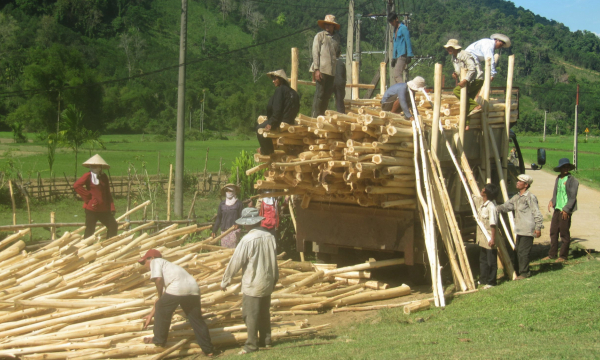 The price of planted forest wood decreased by VND 600,000/ton