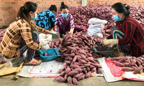 70 sweet potato growing areas and 13 packing facilities qualified to export to China