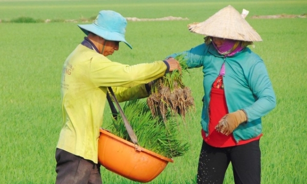 Dong Thap registers more than 51,900 ha of rice, ensuring carbon credit payment