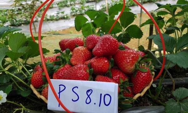 New strawberry variety yields over 30 tons per ha