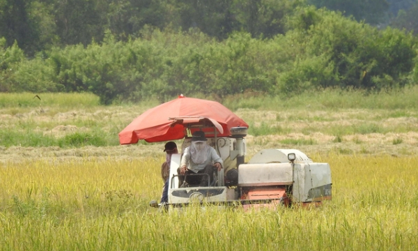 Vietnam's rice exports continue to be active in the second quarter