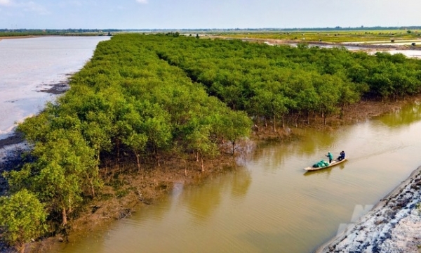 Protecting mangroves for the future generation: 'Treasures' in Bac Phuoc island