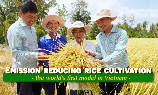 The revolution of high quality rice varieties