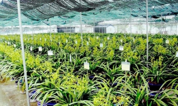 Vietnamese orchid production and business will 'take off'