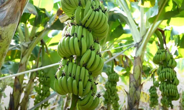 Dong Nai promotes banana exports to many markets