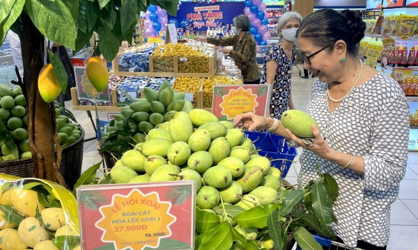 Dong Thap mango is very high in demand, creating many export opportunities