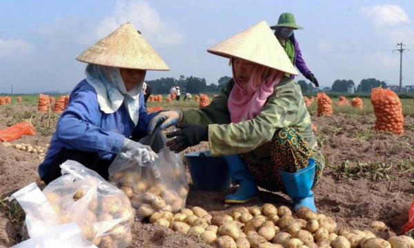 New opportunities for Vietnam's fruit and vegetable industry