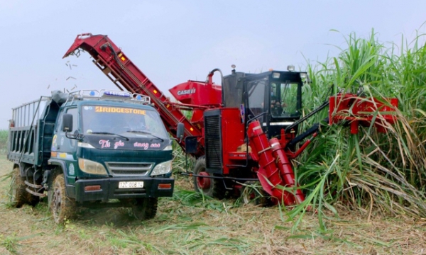 Sugarcane in Nghe An achieved a record high yield and selling price
