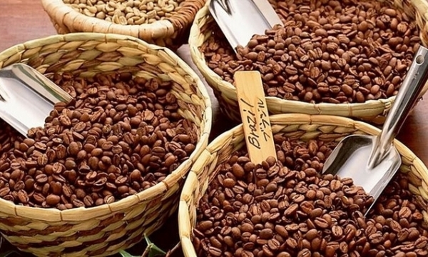 Coffee price today 05/11/2023: over the mark of VND 54,000/kg
