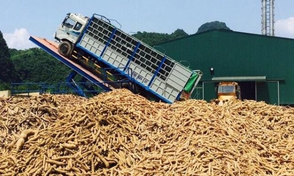 Vietnamese cassava exports to Japan surge by over 3,000%