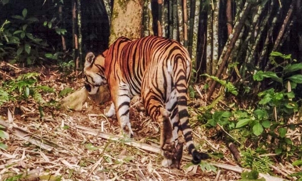 Quickly verify the tiger’s appearance in Lam Dong