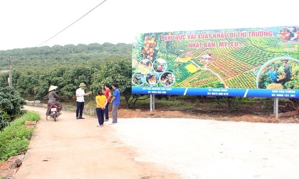 Bac Giang adds 12 more Thieu lychee growing area codes for export