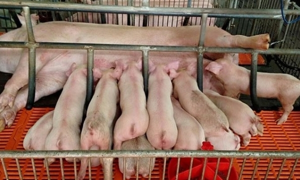 Live pork price on 05/28/2023: increasing to VND 6,000/kg this week