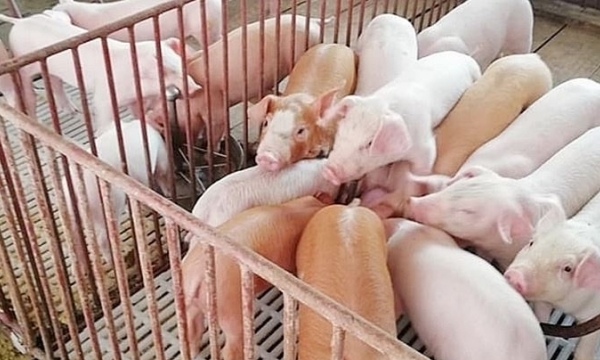 Live pork price on 05/30/2023: prices increase and decrease oppositely