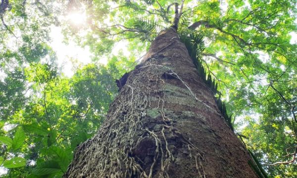 Carbon credits for forest owners: unresolved issues