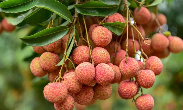 It takes 30 days for lychees to reach US consumers