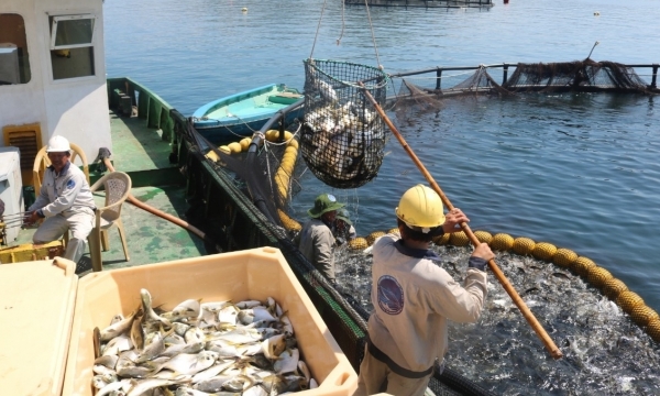 Norway shared their secrets to success in mariculture