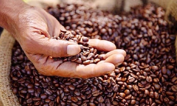 Coffee price on 06/10/2023: Turning back to VND 64,000/kg