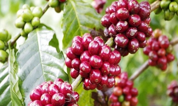 Update on the latest coffee market price on 06/13/2023: Back to a slight decrease