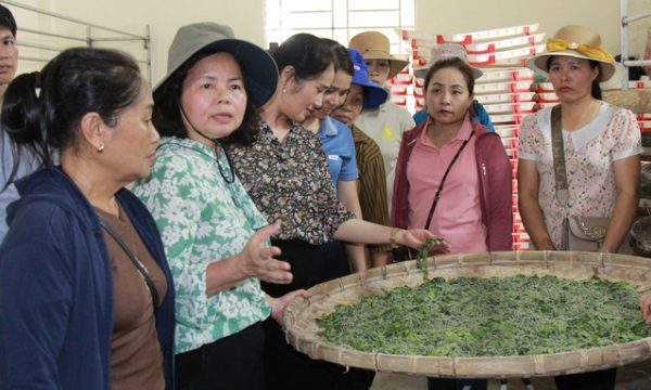 To revitalize the sericulture industry