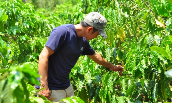 Implementing smart coffee cultivation program in Central Highlands during 2023-2025