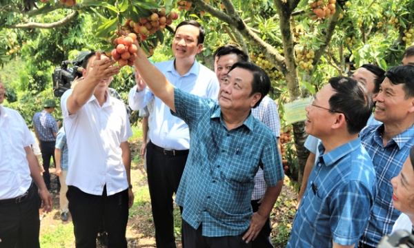 Renowned lychee orchard with ‘Minister’ lychee tree