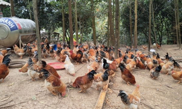 Building brandname for Tien Yen herbal chicken