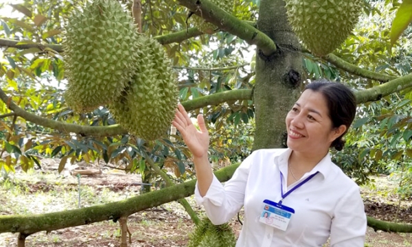 Connecting the logistics system to promote export of Vietnamese agricultural products