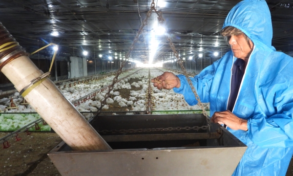 Connecting chicken raising with modern technology