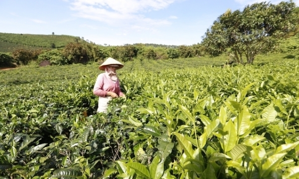 Lam Dong protects the tea brand and maintains the market share at US$ 34 million