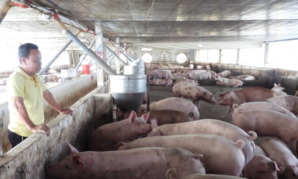Linkage is the 'key' to biosafety pig farming