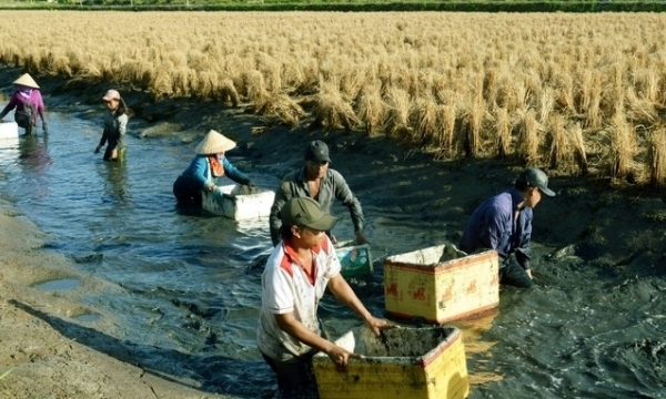 Quitting the rice crop: Warning of a broken rice-shrimp farming system