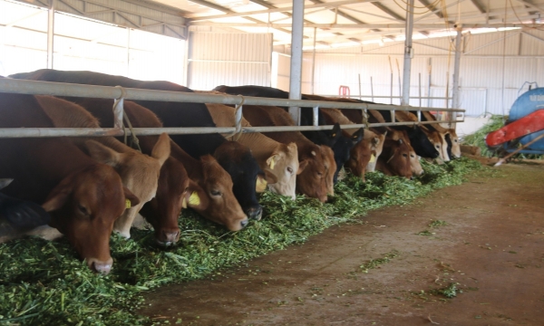 Raising VietGAP cows, taking manure to fertilize fruit trees, doubling the efficiency