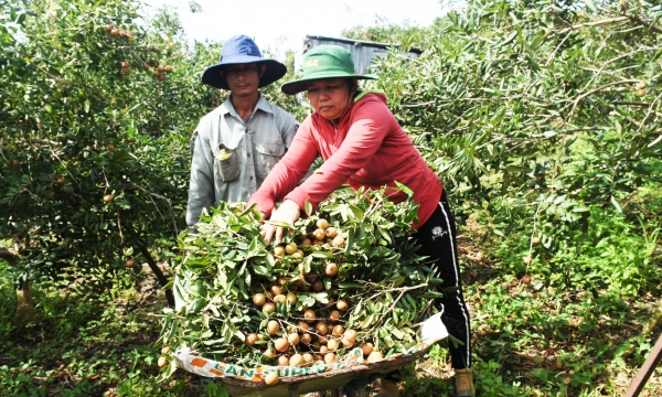 Production meets VietGAP, Edor longan is ready for the outside world
