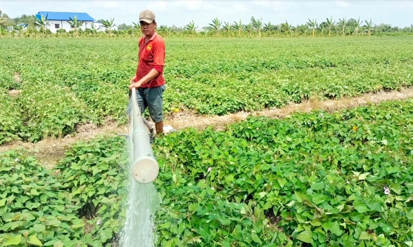 Difficulties in establishing sweet potato link chains