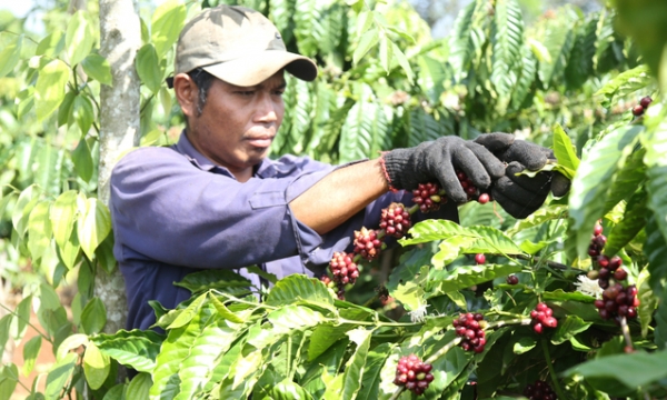 Coffee production in Dak Lak province: More opportunities than challenges