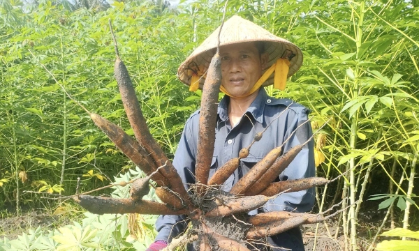 Vietnam cassava industry targets an export value of 2 billion USD