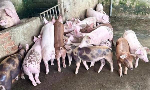 Live pork price on 07/17/2023: ASF vaccine is effective