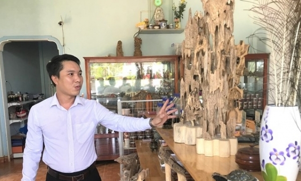 Rich man of Aquilaria crassna and excellent technique of producing agarwood for export