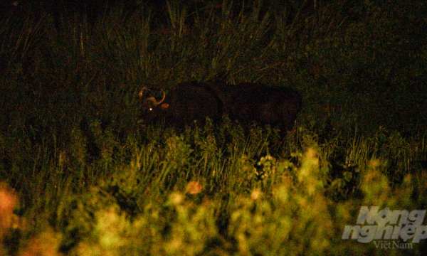 Watch the gaurs at twilight in Cat Tien National Park