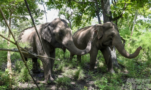 Following the elephants' footprints in the Yok Don dipterocarp forest